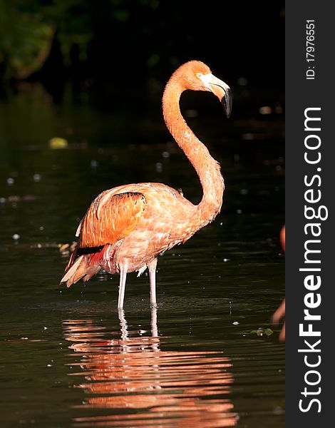 Pink Flamingo Standing in water