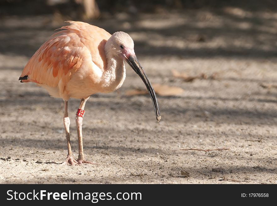 Pink or Scarlet Ibis at the zoo