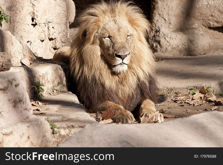 Lion resting at the zoo