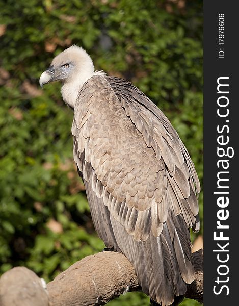 Griffon Vulture (Gyps fulvus) on a branch. Griffon Vulture (Gyps fulvus) on a branch