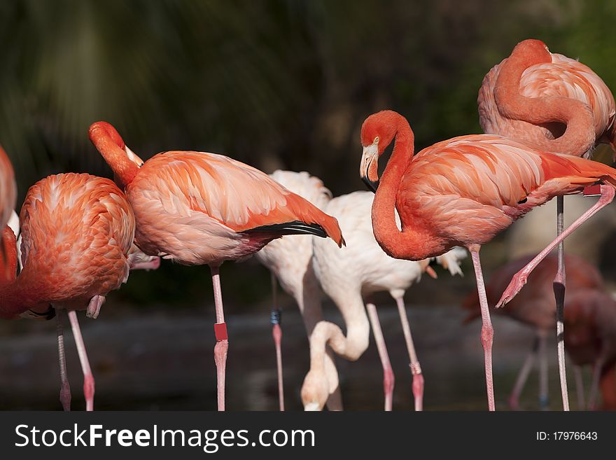 Pink Flamingos Flock at the zoo