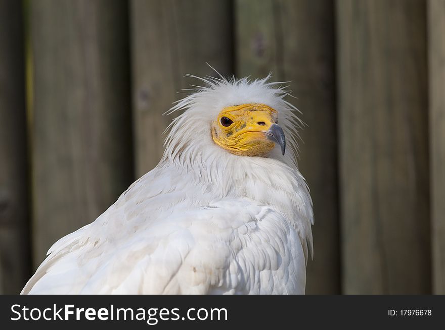 Egyptian Vulture (Neophron percnopter) portrait. Egyptian Vulture (Neophron percnopter) portrait