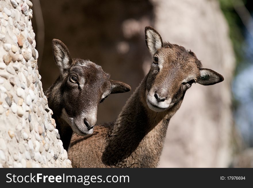 Atlas Mouflon, female