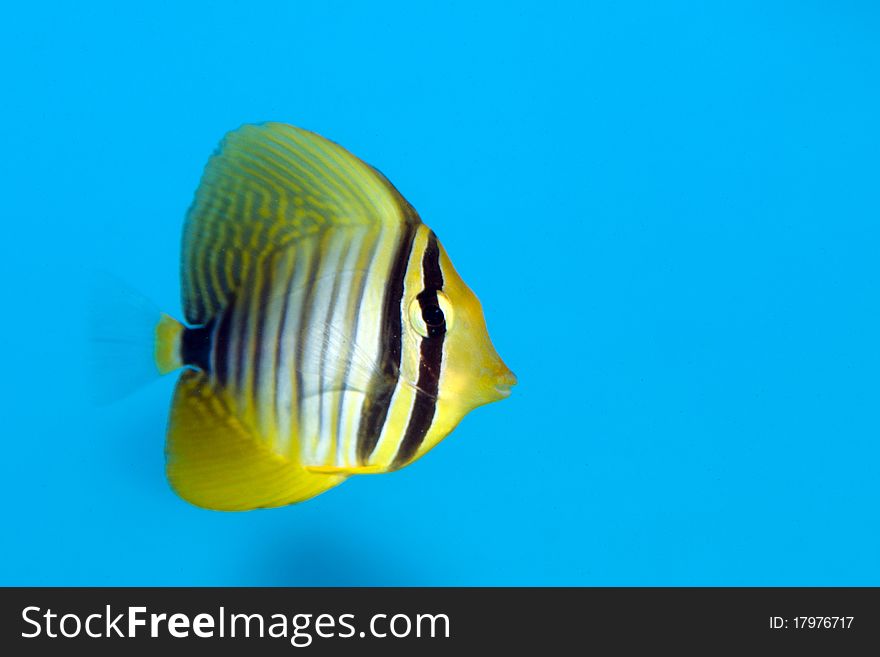 Desjardin's Sailfin or Red Sea Sailfin Tang fish