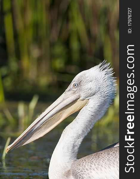 Dalmatian Pelican Portrait