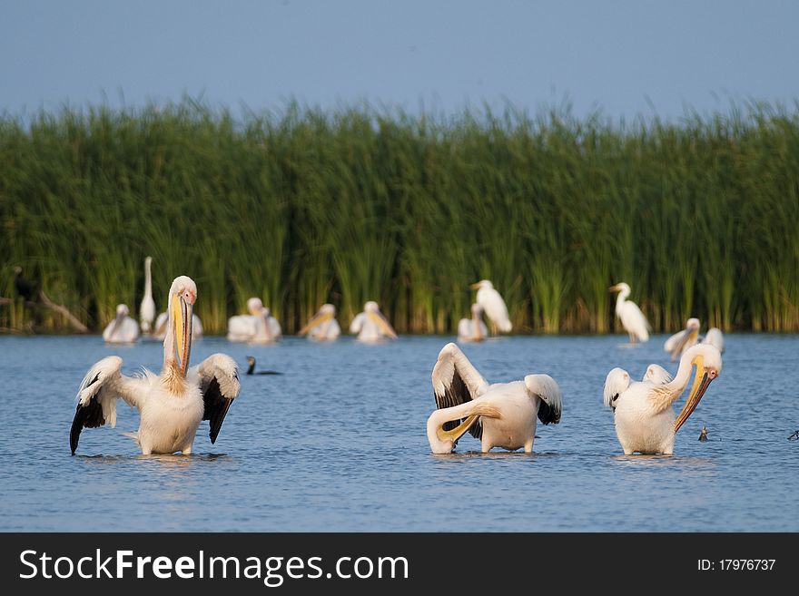 White Pelicans in Shallow waters