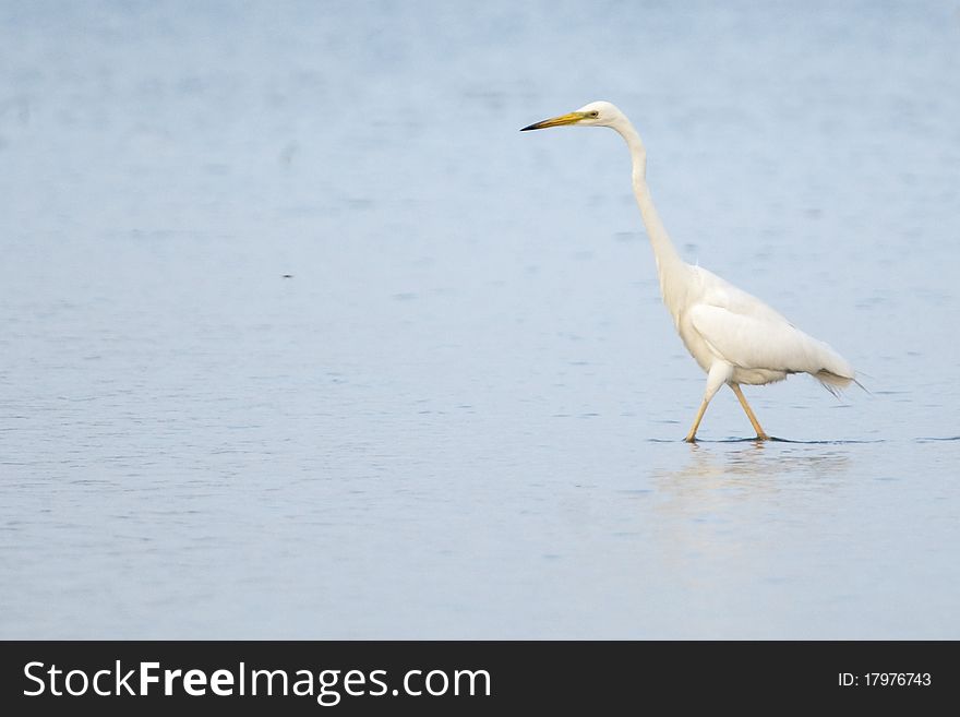 Great White Egret in Shallow Water