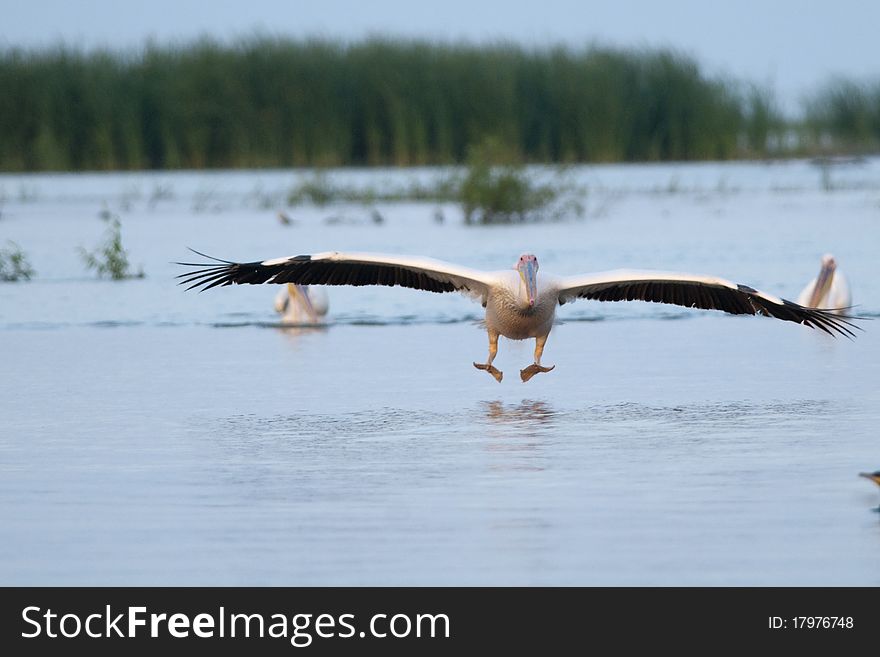 White Pelican Landing on water