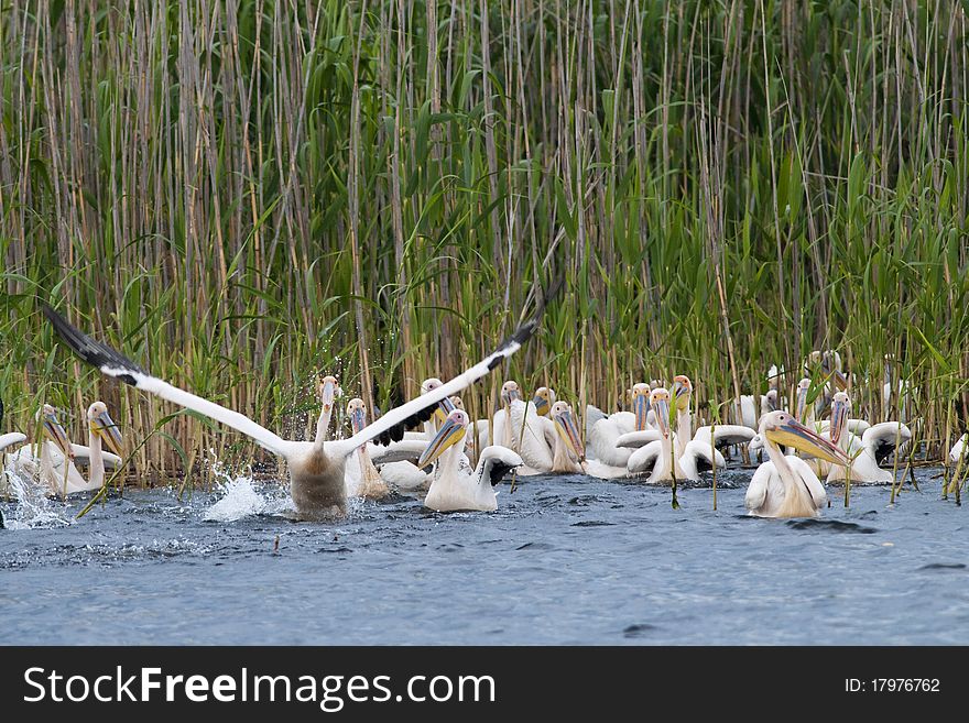 White Pelicans taking off