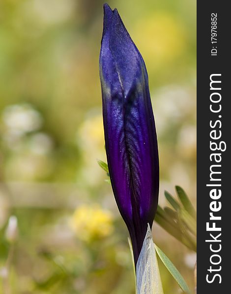 Dwarf Iris Blue Bloom in springtime