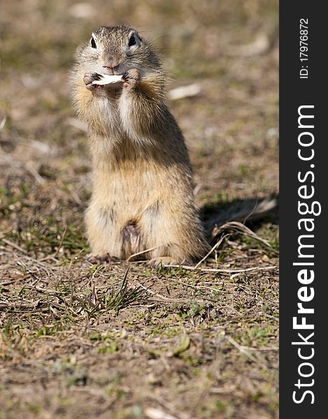 European Ground Squirrel eating sunflower seed