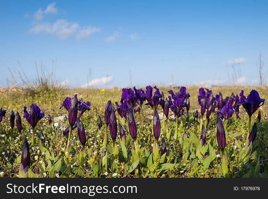 Dwarf Blue Iris on the field