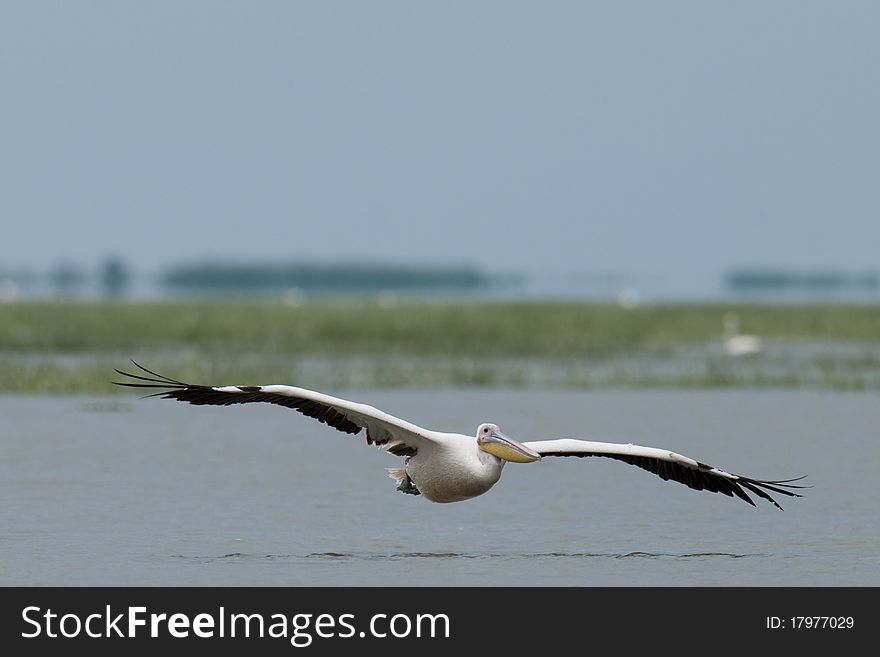 White Pelican in Flight in Danube Delta