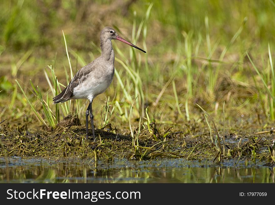 Black Tailed Godwit