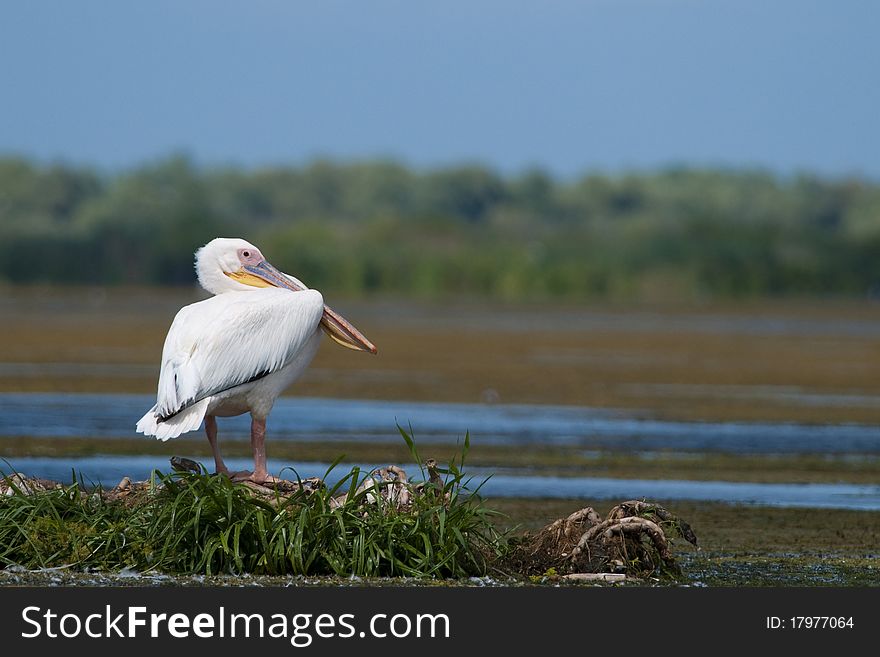 White Pelican resting on floating island