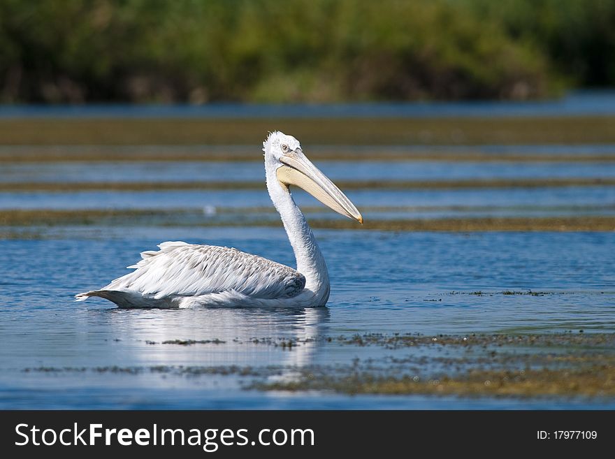 Dalmatian Pelican on water