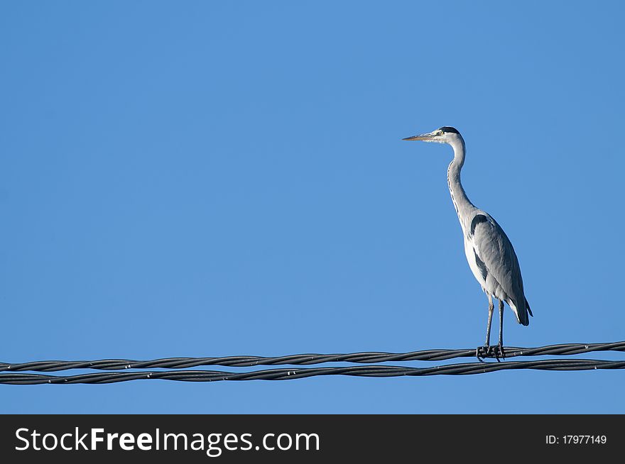 Grey Heron on electric wire