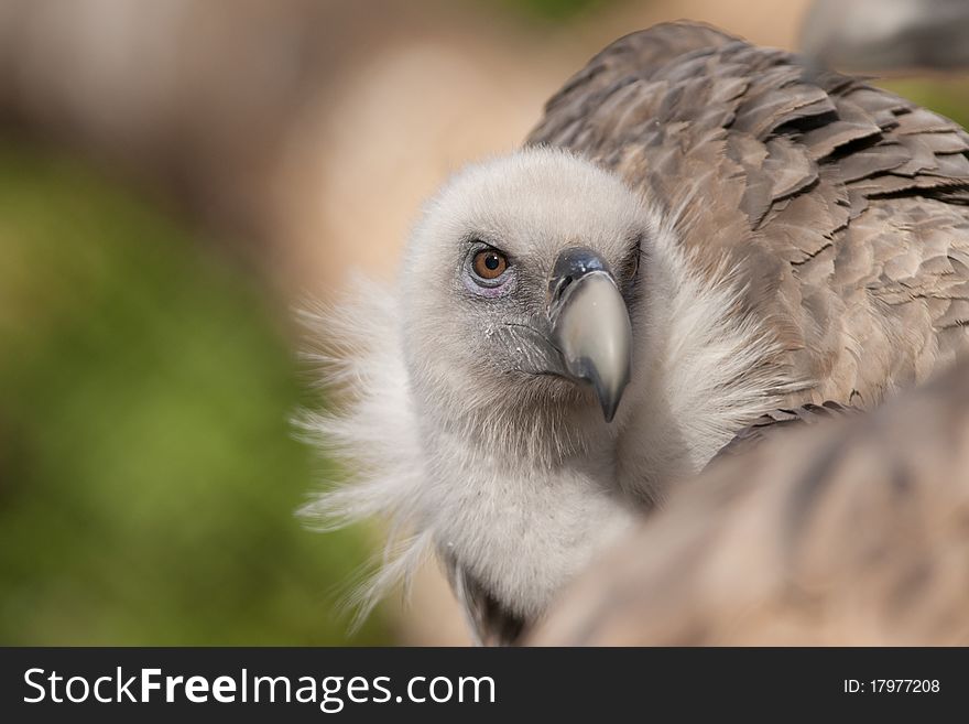 Griffon Vulture (Gyps fulvus) Portrait. Griffon Vulture (Gyps fulvus) Portrait