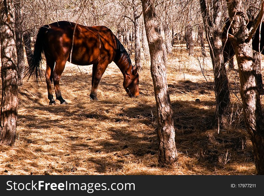 Horses in the autumn forest. Israel. Horses in the autumn forest. Israel.