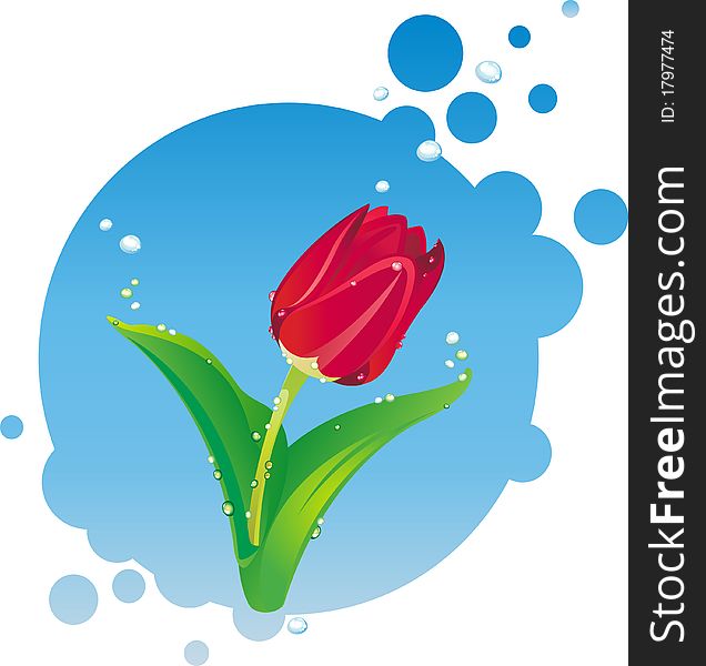 Vector Illustration of red tulip with water-drops