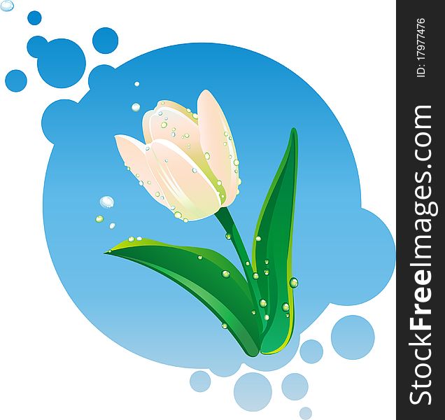 Vector Illustration of white tulip with water-drops