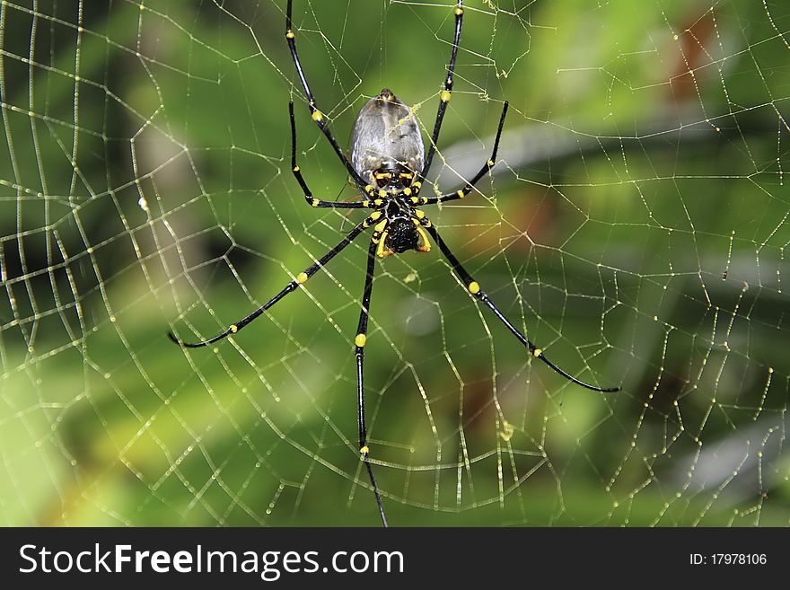 A golden orb spider in it's web.