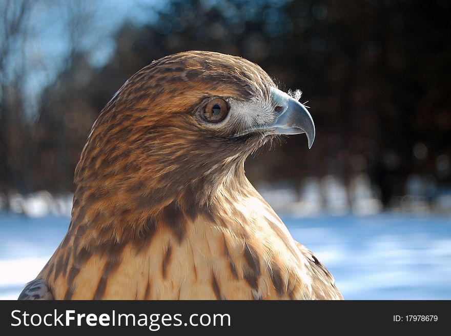 Red-Tailed Hawk in winter. Red-Tailed Hawk in winter.
