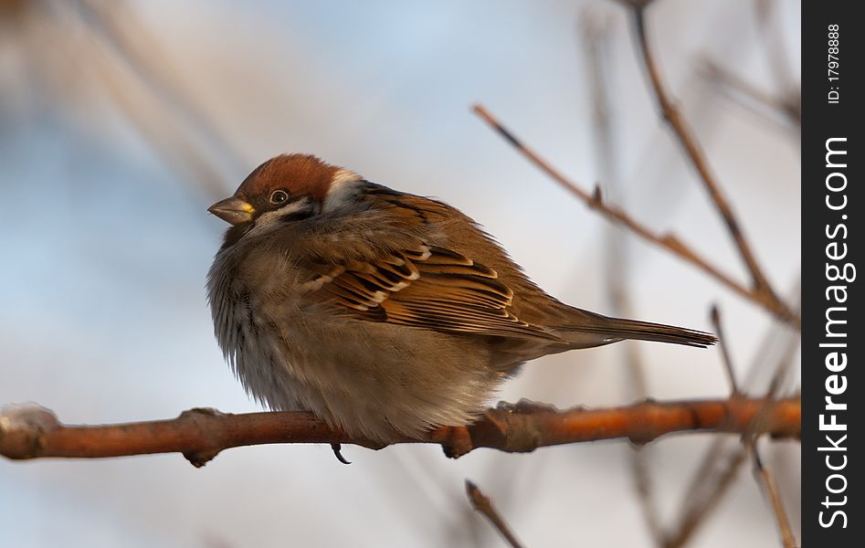 Portrait of a sparrow sitting on a branch (Passer montanus)