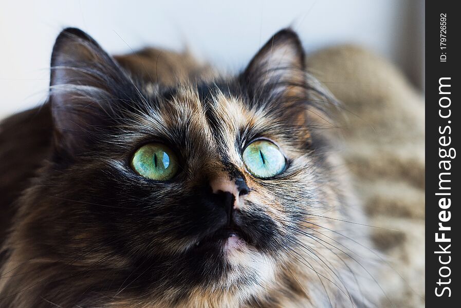 Gorgeous three colored cat. Portrait of cat with green eyes.
