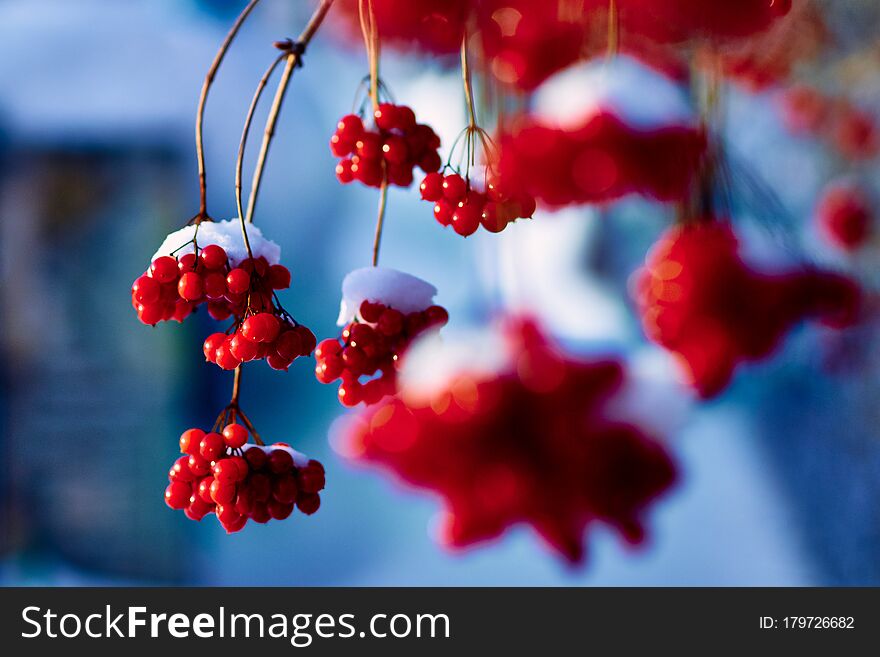 Snow-covered branch with rowan berries on blue background