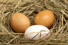 Three Chicken Eggs Royalty Free Stock Images