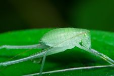 Green Cricket Royalty Free Stock Photo Green Cricket Royalty Free Stock Photo