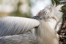 Dalmatian Pelican Sleeping Stock Photo Dalmatian Pelican Sleeping Stock Photo