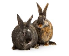 Two Harlequin Cross Breed Rabbits Royalty Free Stock Image