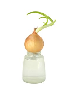 The Sprouted Onions Stock Image The Sprouted Onions Stock Image