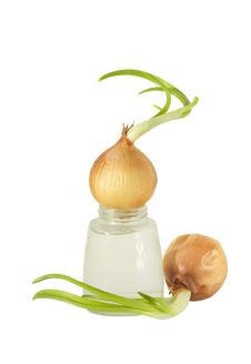 The Sprouted Onions Stock Images The Sprouted Onions Stock Images