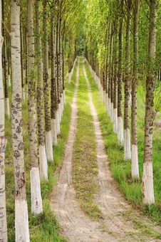 Alley, Trees And Way Stock Images Alley, Trees And Way Stock Images
