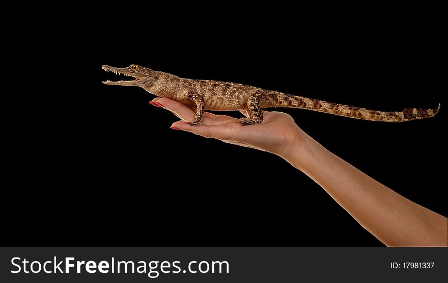 A small crocodile in the human hand close-up, isolated on black