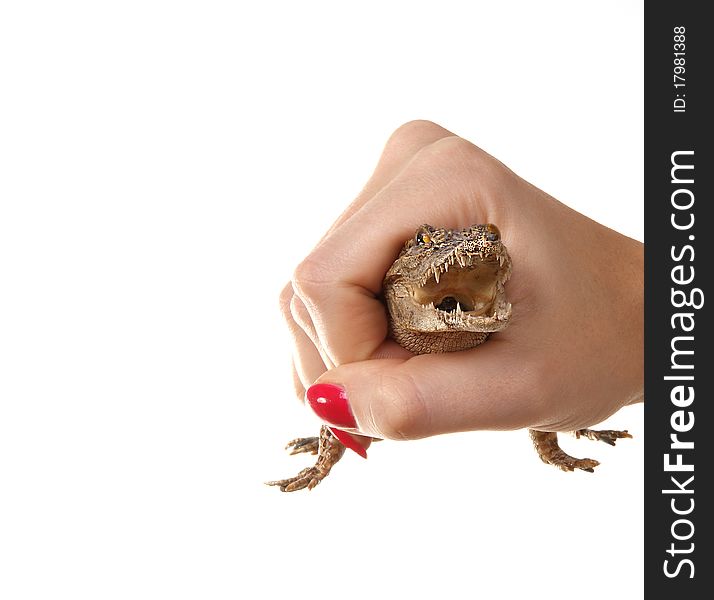 A small crocodile in the human hand close-up, white background