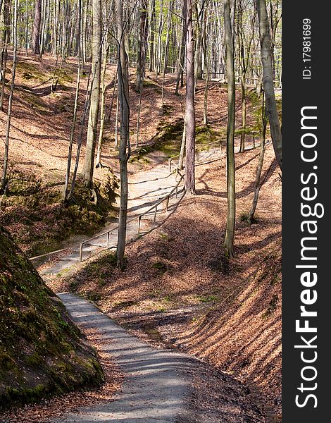 Wooden stairs on a hill in a spring forest