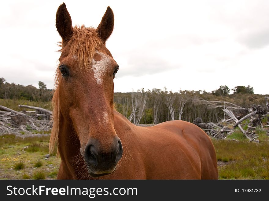 Tan brown horse in rough bush pastureland and scrub. Tan brown horse in rough bush pastureland and scrub