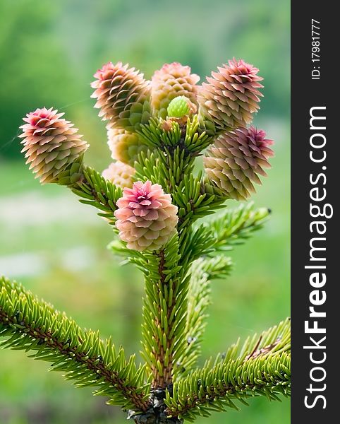 Young growing spruce cones on the branches. Young growing spruce cones on the branches