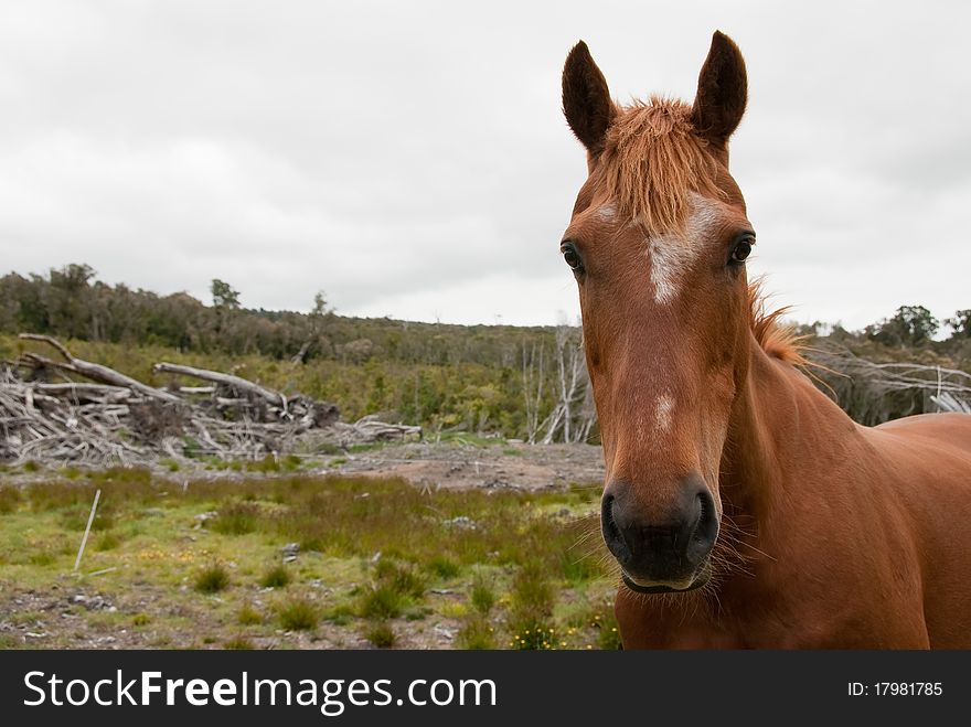 Tan brown horse in rough bush pastureland and scrub. Tan brown horse in rough bush pastureland and scrub