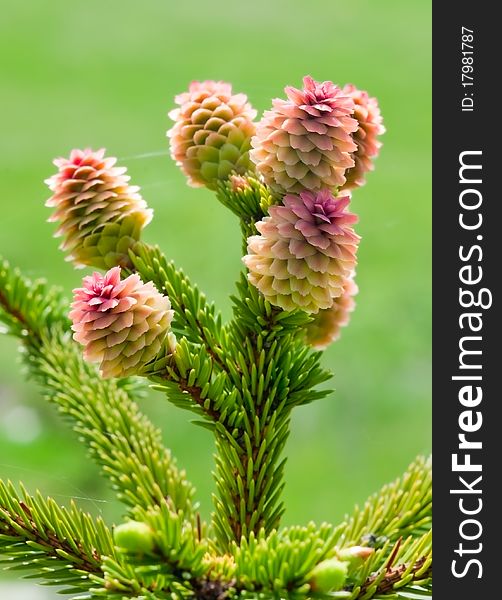 Young growing spruce cones on the branches. Young growing spruce cones on the branches