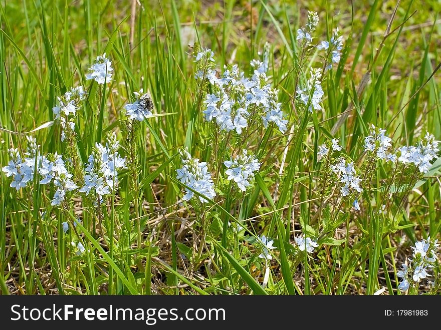 Blue flowers against a background of lush green grass. Blue flowers against a background of lush green grass
