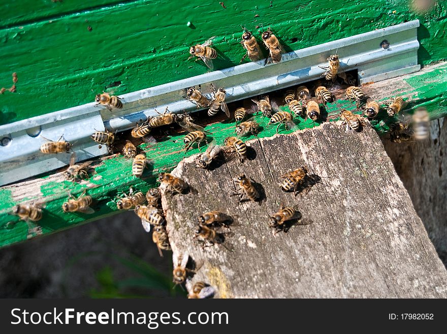 Bee family returns to the hive with honey. Bee family returns to the hive with honey