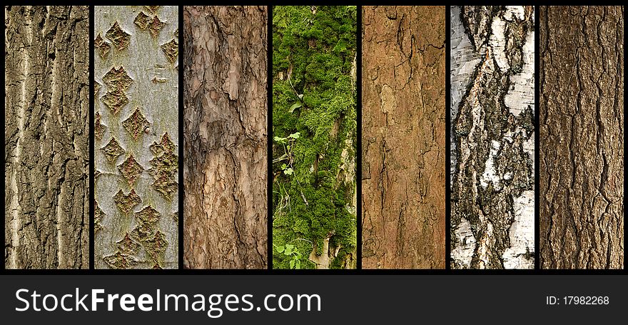 Barks of different trees on the black background. Barks of different trees on the black background