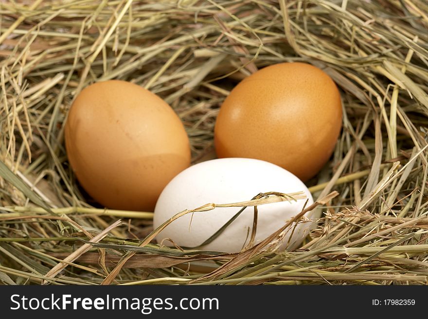 Three chicken eggs into the nest still-life