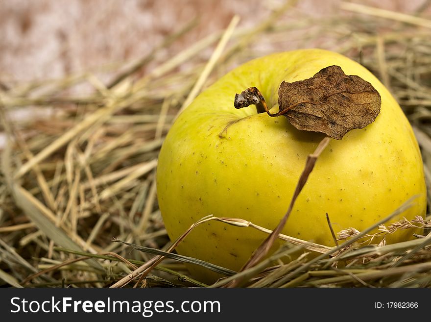 Ripe tasty apple in grass