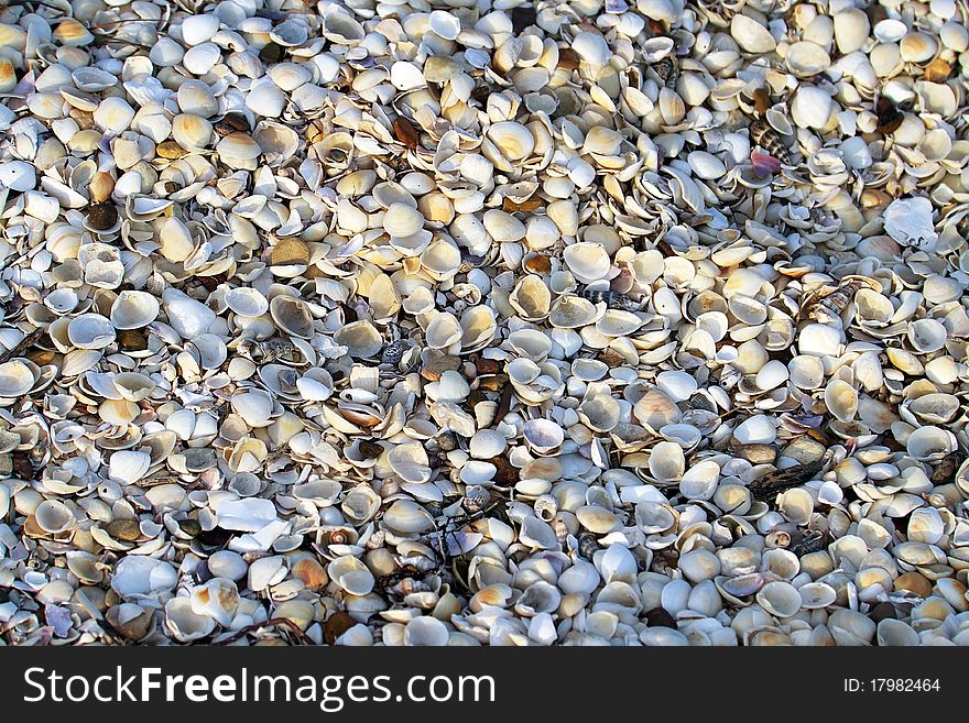 Background textures of hundreds of sea shells. Background textures of hundreds of sea shells.